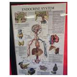 Pictures Of the body Systems ex Nervous system