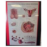 Pictures Of the body Systems ex Nervous system