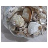 Glass Canister, Sea Shells