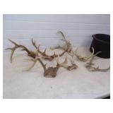 Deer Antlers