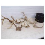 Deer Antlers