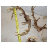 Deer Antlers