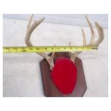 Deer Antler Mount