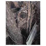 10+ Saw Mill Grade Logs Ash & White Oak