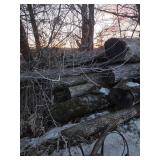 10+ Saw Mill Grade Logs Ash & White Oak