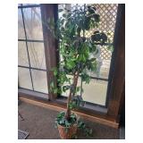 Ficus Benjamina Indoor Tree in Woven Basket Ficus Benjamina Indoor Tree in Woven Basket