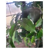 Ficus Benjamina Indoor Tree in Woven Basket Ficus Benjamina Indoor Tree in Woven Basket