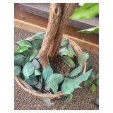 Ficus Benjamina Indoor Tree in Woven Basket Ficus Benjamina Indoor Tree in Woven Basket