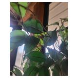 Ficus Benjamina Indoor Tree in Woven Basket Ficus Benjamina Indoor Tree in Woven Basket