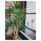 Dracaena Plant - Multi-Stem Indoor Houseplant in Woven Basket Dracaena Plant - Multi-Stem Indoor Houseplant in Woven Basket