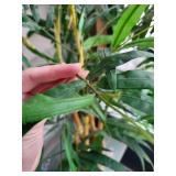 Dracaena Plant - Multi-Stem Indoor Houseplant in Woven Basket Dracaena Plant - Multi-Stem Indoor Houseplant in Woven Basket