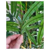 Dracaena Plant - Multi-Stem Indoor Houseplant in Woven Basket Dracaena Plant - Multi-Stem Indoor Houseplant in Woven Basket