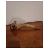 Fossilized Bone Fragment - Weathered Long Bone with Irregular End Fossilized Bone Fragment - Weathered Long Bone with Irregular End