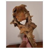 Fossilized Bone Fragment - Weathered Long Bone with Irregular End Fossilized Bone Fragment - Weathered Long Bone with Irregular End