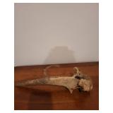 Fossilized Bone Fragment - Weathered Long Bone with Irregular End Fossilized Bone Fragment - Weathered Long Bone with Irregular End