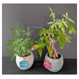 MB - Pair of Potted Plants