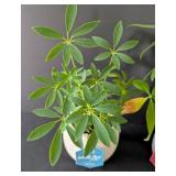 MB - Pair of Potted Plants