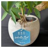 MB - Pair of Potted Plants