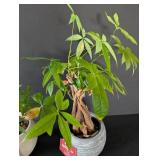 MB - Pair of Potted Plants