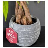 MB - Pair of Potted Plants