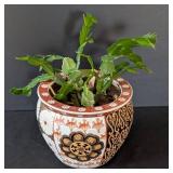 MB - Christmas Cactus Plant in Decorative Ceramic Pot