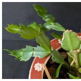 MB - Christmas Cactus Plant in Decorative Ceramic Pot