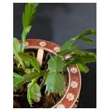 MB - Christmas Cactus Plant in Decorative Ceramic Pot