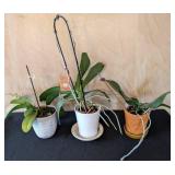 MB - Phalaenopsis Orchid Plants (Lot of 3)
