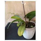 MB - Phalaenopsis Orchid Plants (Lot of 3)