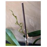 MB - Phalaenopsis Orchid Plants (Lot of 3)