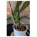 MB - Phalaenopsis Orchid Plants (Lot of 3)