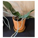 MB - Phalaenopsis Orchid Plants (Lot of 3)