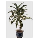 k - Dracaena deremensis Warneckii Variegated Tall Houseplant