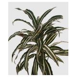 k - Dracaena deremensis Warneckii Variegated Tall Houseplant