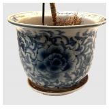 k - Dracaena deremensis Warneckii Variegated Tall Houseplant