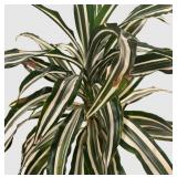 k - Dracaena deremensis Warneckii Variegated Tall Houseplant