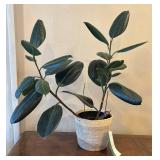 LR - Rubber Plant Ficus Elastica - Live House Plant in Woven Pot