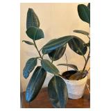 LR - Rubber Plant Ficus Elastica - Live House Plant in Woven Pot