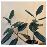 LR - Rubber Plant Ficus Elastica - Live House Plant in Woven Pot