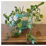 LR - Live Pothos Trailing Houseplant