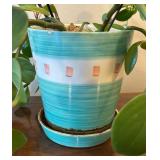 LR - Live Pothos Trailing Houseplant