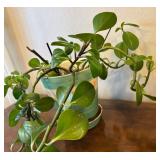 LR - Live Pothos Trailing Houseplant