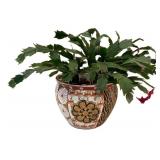 k - Christmas Cactus Plant in Asian-Style Ceramic Planter