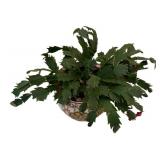 k - Christmas Cactus Plant in Asian-Style Ceramic Planter