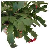 k - Christmas Cactus Plant in Asian-Style Ceramic Planter