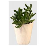 LR - Lovely Live Succulent Plant