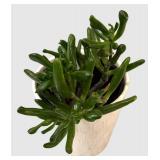 LR - Lovely Live Succulent Plant