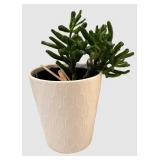 LR - Lovely Live Succulent Plant