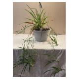 LR - Live Plant  - Trailing Strap-Leaf Houseplant