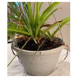 LR - Live Plant  - Trailing Strap-Leaf Houseplant